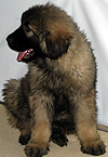 Sharplaninac dog